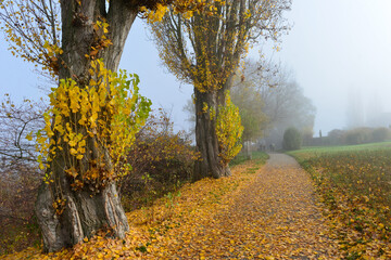 Herbststimmung Bodenseeufer Insel Reichenau