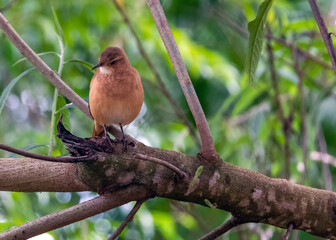 The Rufous-bellied Thrush also know as 