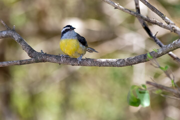 Obraz premium The Bananaquit and its stunning yellow plumage.Specie Coereba flaveola also know Cambacica. It's a typical Brazilian savannah bird. Birdwatching. Animal World. Bird lover.