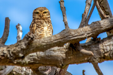 The big yellow eyes of the american owl. Species Athene Cunicularia. A burrowing owl resting on the fence of the garden. Bird lover. Birdwatching