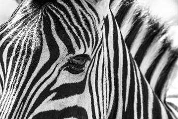 Obraz na płótnie Canvas Zebra close up