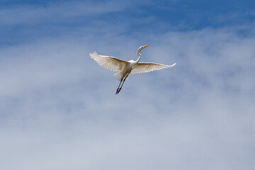 A Great Egret flying in the blue sky. Species Ardea alba. Animal life. Birdwatcher. Cerrado