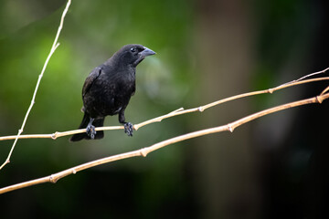 The Shiny Cowbird also Know as Chupim. All the beauty and the presence of the most typical black bird in Brazil. Species Molothrus bonariensis. Birdwatcher