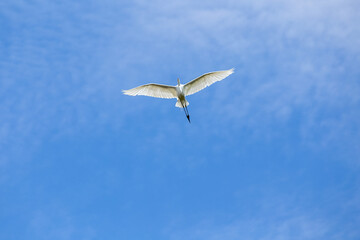 A Great Egret flying in the blue sky. Species Ardea alba. Animal life. Birdwatcher. Cerrado