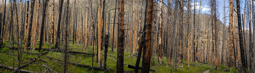Fototapeta premium Panorama shot of burnt trees in Recovering forest after fire with green gras in rocky mountains in america