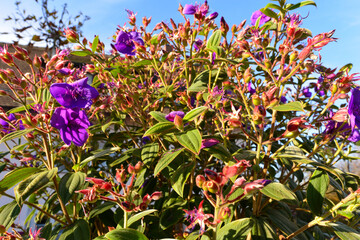 Tibouchina, Veilchenbaum