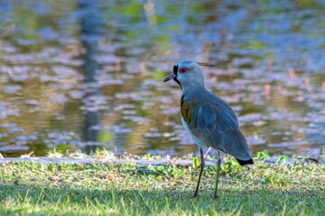 The Southern Lapwing also know Quero-Quero by the lake. National bird of Uruguay. Birdwatching Animal lover. Red eyes Species Vanellus chilensis. Golden hour.
