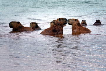 Two capybaras kissing while the rest of the herd enjoy Lake Paranoá in Brasilia, Brazil. The capybara is the largest rodent in the world. Species Hydrochoerus hydrochaeris. Animal life. Cerrado.