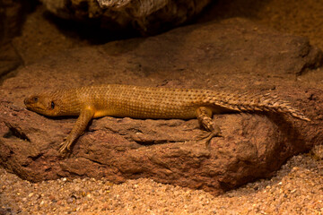 The Gidgee Skink (Egernia stokesii).