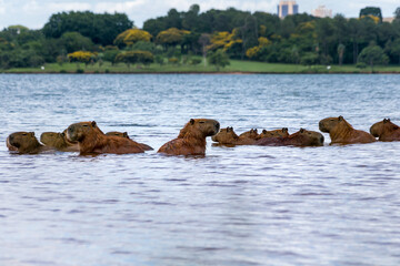 With downtown Brasilia, Brazil in the background, a family of capybaras enjoy swimming in Lake Paranoá. The capybara is the largest rodent in the world. Species Hydrochoerus hydrochaeris. Animal life.