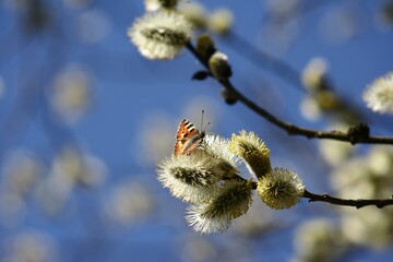 PUSSY WILLOW