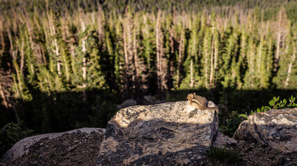 Chipmunk enjoy view to rocky mountain nature in america at sunny day