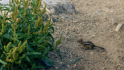 Chipmunk goes over gravel under green plant in rocky mountains im america