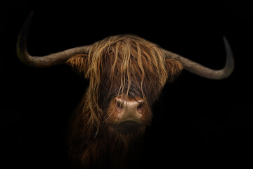 Portrait eines Schottischen Hochlandrinds vor schwarzen Hintergrund