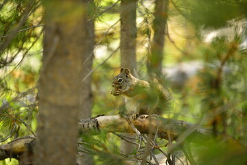 Squirrel