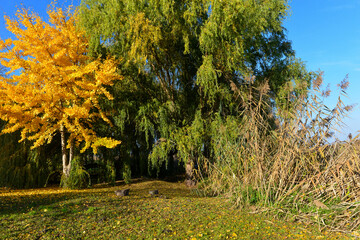 Herbststimmung Bodenseeufer Insel Reichenau