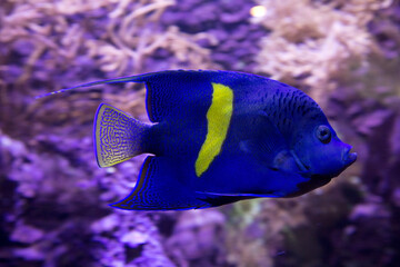 The  Arabian Angelfish (Pomacanthus asfur).