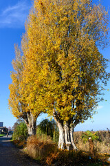 Herbststimmung Bodenseeufer Insel Reichenau