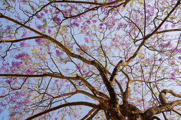 Blooming jacaranda tree in Mexico