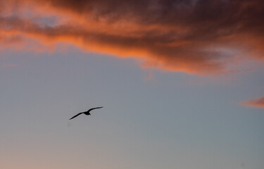 gabbiano al tramonto