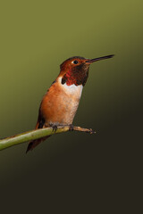 Image of a perched male Allen's hummingbird. Photo taken in Southern California.