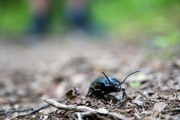 Close Up of Beatle On Trail