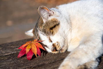 ベンチでくつろぐ白い猫