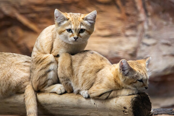 かわいいスナネコの赤ちゃん