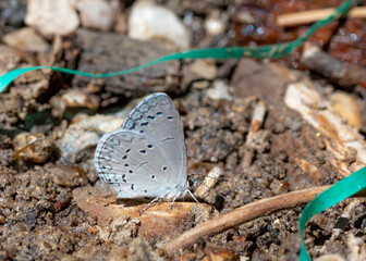 Mount Charleston blue butterfly
