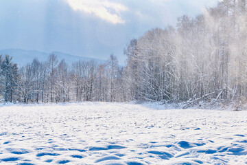 森に降る雪と光芒