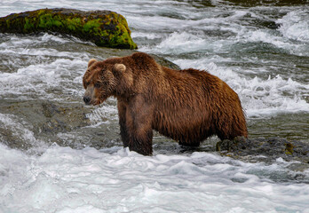 Big brown bear hoping to spy a salmon
