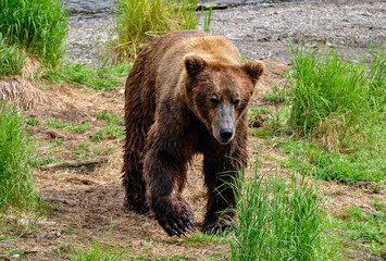 Fototapeta na wymiar Brown bear walking