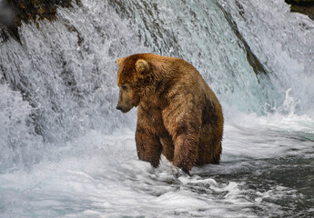 Brown bear looking for fish by the waterfall