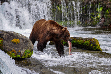 Big brown bear in the river with a fish.