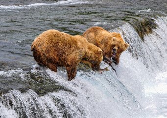 Brown Bears catching fish.