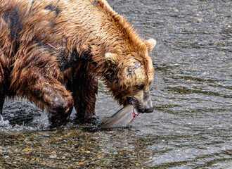 Fototapeta premium Brown Bear with a fish