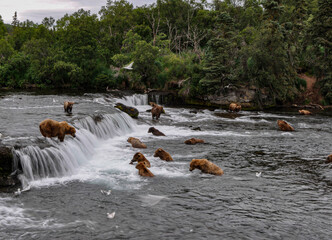 Brown Bears fishing at Brook's Falls