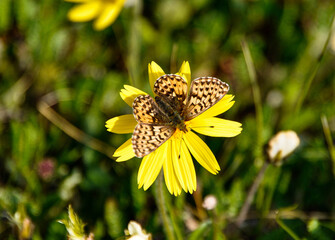Butterfly on flower