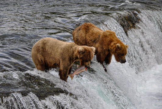 Brown Bears fishing above the falls