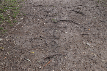 Tree roots protrude through the ground.