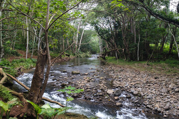 a river with trees and rocks