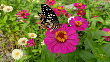 butterfly on a flower