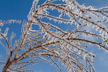 Frozen tree branches covered by ice after an ice storm. Winter landscape.