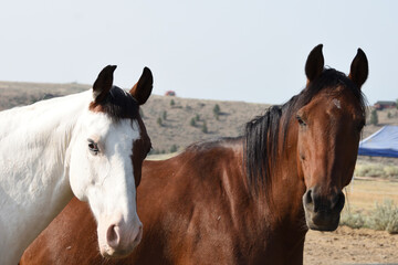 Obraz premium Closeup headshot portrait of brown horse and white horse.