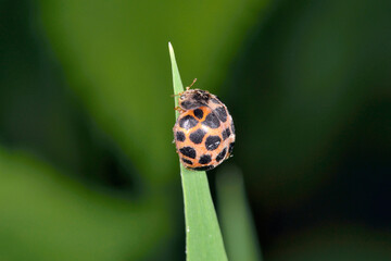 エゾアザミテントウ（北海道・鹿追町）
