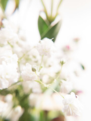 Fototapeta na wymiar white flower blossom