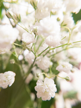 baby's breath white blossom