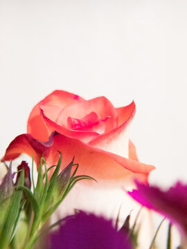 rose flower