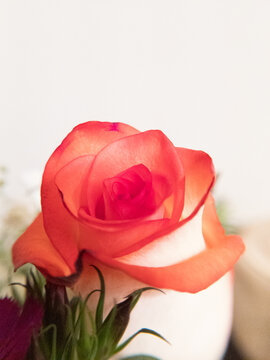 red and white rose on a white
