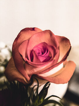 rose 